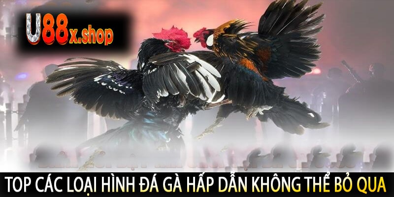 Top Các Loại Hình Đá Gà Hấp Dẫn Không Thể Bỏ Qua